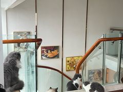 -Catmate·猫肥家润(金润铂宫店)