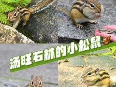 -汤旺河林海奇石景区