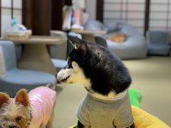 -逗柴咖啡屋·狗咖猫咖宠物桌游