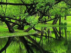 -上海共青森林公园