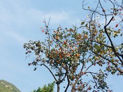 -静之湖湖畔餐厅