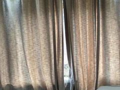 -欣宠猫屋·矮脚拿破仑·蓝金金渐层