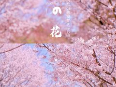 -顾村公园