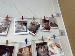 -瑞派康怡24h宠物医院·犬猫医疗中心·微创绝育(瑞景分院)