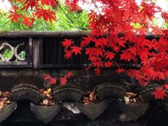 -秋霞圃