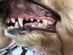 -宠福鑫康馨动物医院·骨科·眼科