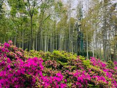 -宜兴龙背山森林公园