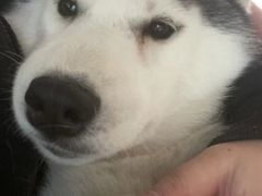 -Husky Go! 哈士奇体验馆·宠物咖啡厅狗咖