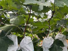 -马陆小张葡萄园农家乐