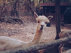 -清迈夜间动物园
