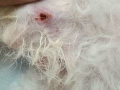 -PETKIT小佩宠物(古北店)