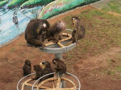 -西霞口神雕山野生动物世界