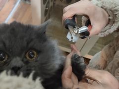 -怀远笑天犬宠物诊所