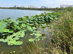 -水西公园