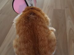 -暖阳宠物医院·犬猫康复中心·骨科
