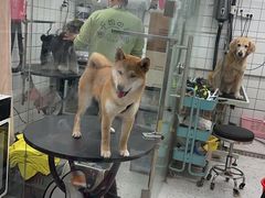 -唐小姐の猫狗洗护·购宠旗舰店(周浦万达店)