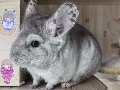 -喵园·猫主题咖啡厅·撸猫·猫咖(国贸店)