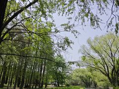 -上海共青森林公园