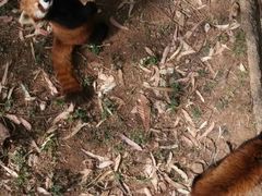 -昆明动物园