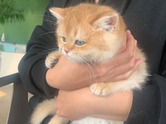 -东方名猫馆·英短金渐层布偶猫舍(环线广场1号楼店)