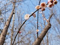 -合肥滨湖国家森林公园