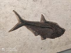 -湖南省地质博物馆