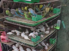 -合肥市裕丰花鸟虫鱼市场-F区