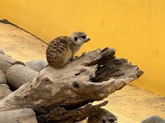 -北京野生动物园