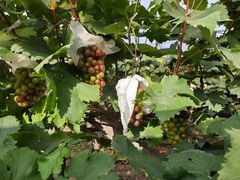 -马陆小张葡萄园农家乐