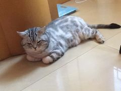-芭比堂动物医院·犬猫全科·异宠专科(雁塔分院)
