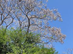 -奥兰多迪士尼动物王国乐园