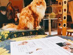 -平行世界·猫咖(首经贸店)
