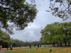 -上海共青森林公园