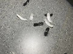 -剧盟谋杀之谜俱乐部·剧本杀