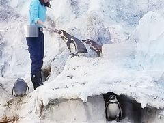 -帝企鹅自助餐厅•儿童岛•真企鹅(长隆企鹅酒店)