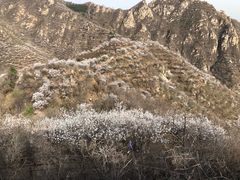景点-大岭沟猕猴桃谷风景区