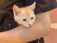 -瑞鹏宠物医院·猫科·宠保定点(梅溪湖分院)