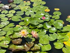 -莲花池公园