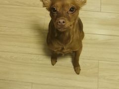 -PETKIT小佩宠物·低压洗护(国顺东路店)