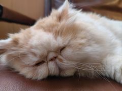 -MOCHA明星猫咖(田子坊店)