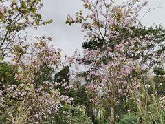 -长洲岛