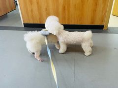 -菲丽丝宠物医院·24小时·猫科中心·免疫点(淮海分院)