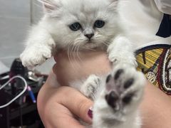 -宠福鑫康馨动物医院·骨科·眼科