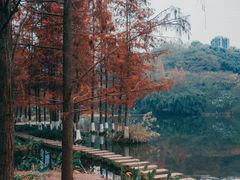 -重庆彩云湖湿地公园