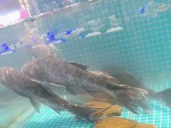 -鸽子侯·家宴·平价海鲜(市图书馆店)