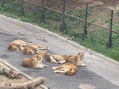 -大连森林动物园