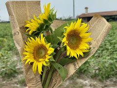 -杭州湾海上花田景区