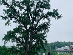 -千年银杏谷文化旅游区