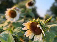 -花开海上生态园