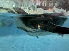 -帝企鹅自助餐厅•儿童岛•真企鹅(长隆企鹅酒店)